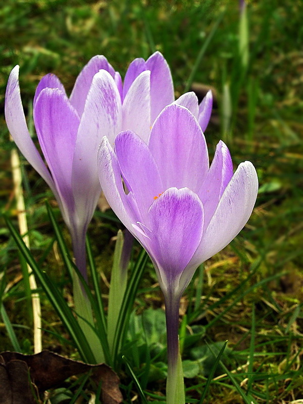 šafran jarný Crocus vernus