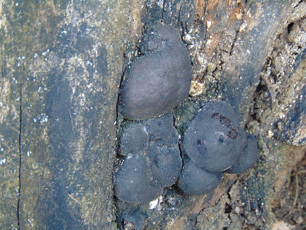 daldínia Daldinia sp.