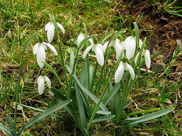 snežienka jarná Galanthus nivalis L.