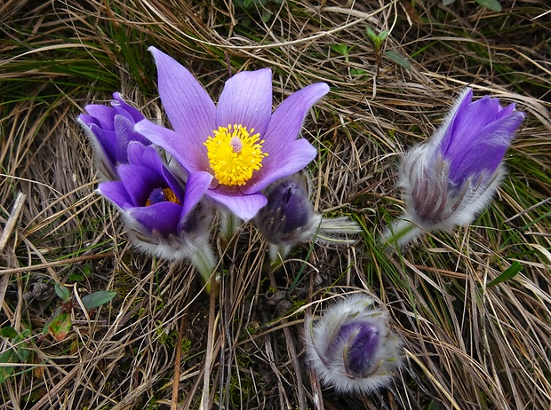 poniklec veľkokvetý Pulsatilla grandis Wender.