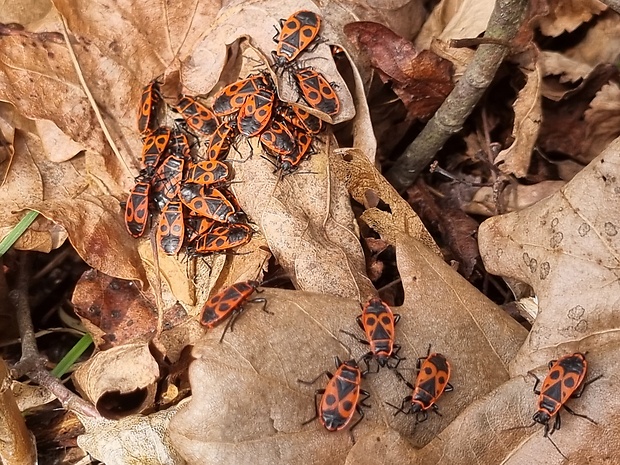 cifruša bezkrídla Pyrrhocoris apterus