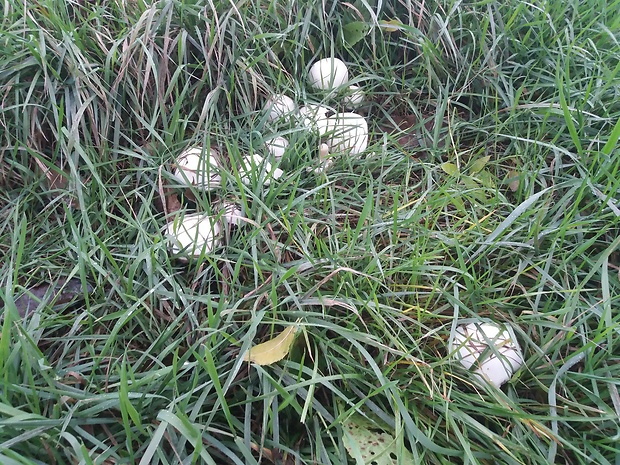 pečiarka poľná Agaricus campestris L.