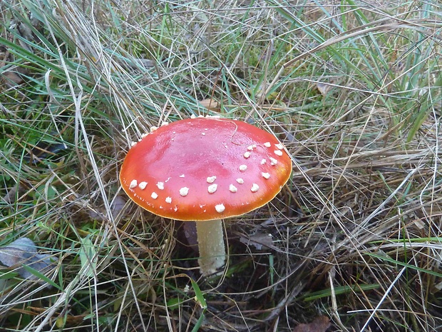 muchotrávka červená Amanita muscaria (L.) Lam.