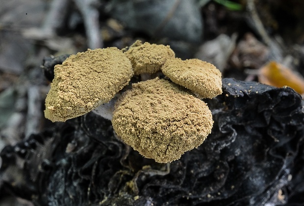 príživnica prášnicovitá Asterophora lycoperdoides (Bull.) Ditmar