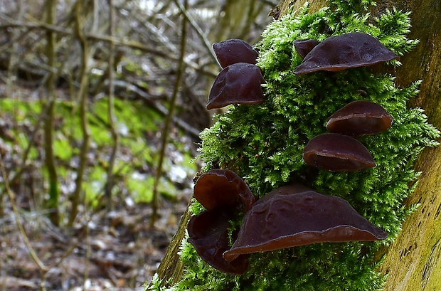 uchovec bazový Auricularia auricula-judae (Bull.) Quél.