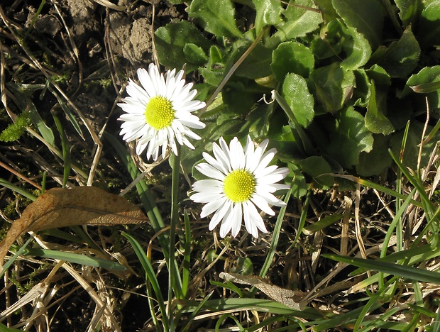 sedmokráska obyčajná Bellis perennis L.