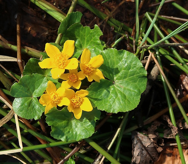 záružlie močiarne Caltha palustris L.