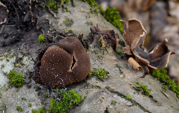 dutinovka otrubnatá Encoelia furfuracea (Roth) P. Karst.