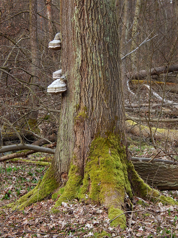 práchnovec kopytovitý Fomes fomentarius (L.) J.J. Kickx