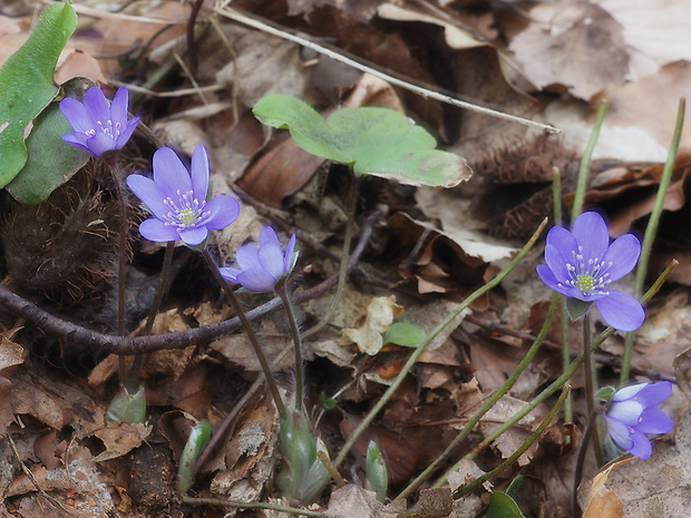 pečeňovník trojlaločný Hepatica nobilis Schreb.