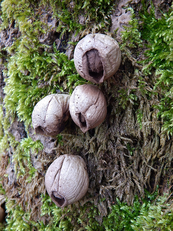 prášnica hruškovitá Lycoperdon pyriforme Schaeff.