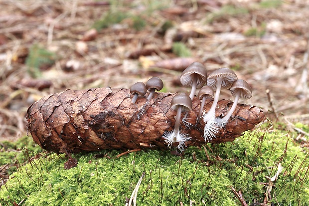 prilbička šišková Mycena strobilicola J. Favre & Kühner