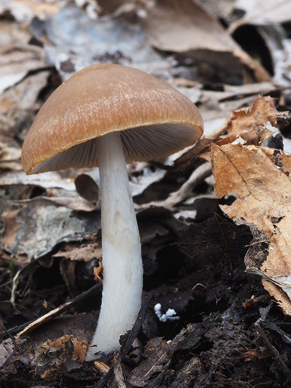 drobuľka Psathyrella sp.