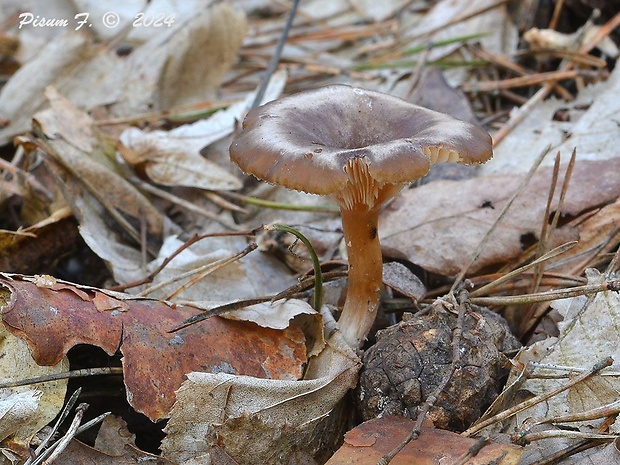 strmuľka srieňová Rhizocybe pruinosa (Lasch) Vizzini, G. Moreno, P. Alvarado & Consiglio