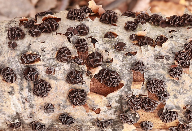 dutinovka Sclerencoelia sp.