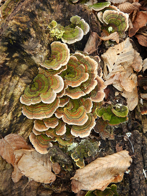 trúdnikovec pestrý Trametes versicolor (L.) Lloyd