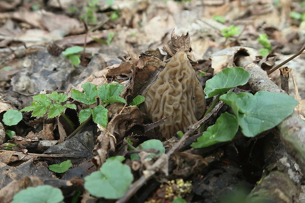 smrčkovec český Verpa bohemica (Krombh.) J. Schröt.