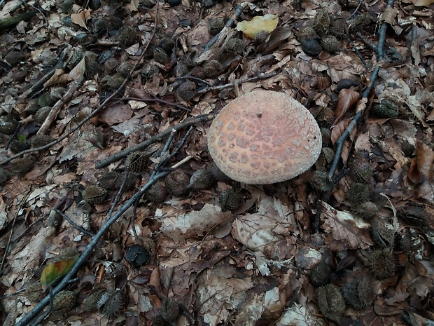 muchotrávka červenkastá Amanita rubescens Pers.