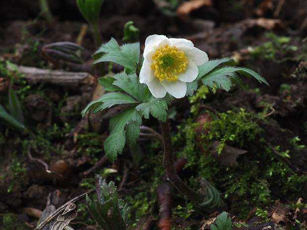 veternica hájna Anemone nemorosa L.