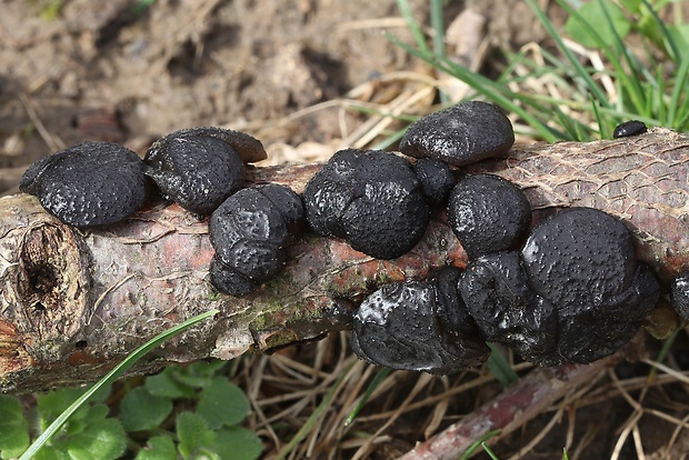 tmavorôsolovec mušľovitý Exidia truncata Fr.