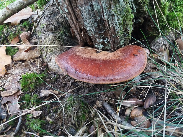 pečeňovec dubový Fistulina hepatica (Schaeff.) With.