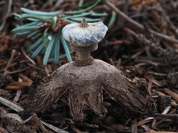 hviezdovka golierikovitá Geastrum striatum DC.