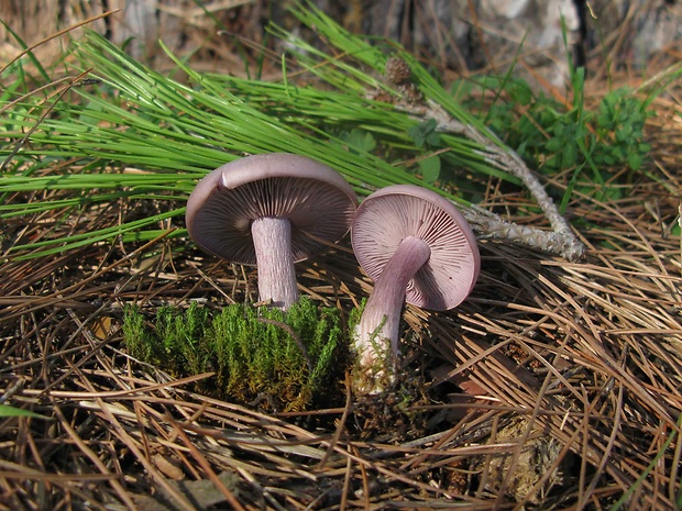 pôvabnica ružovkastá Lepista sordida (Schumach.) Singer