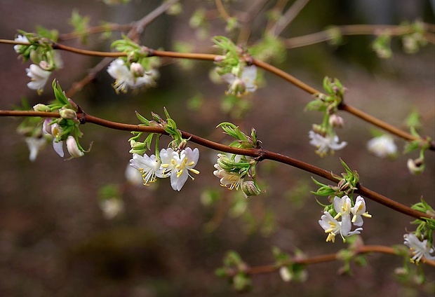 zemolez purpusov Lonicera × purpusii Rehd.