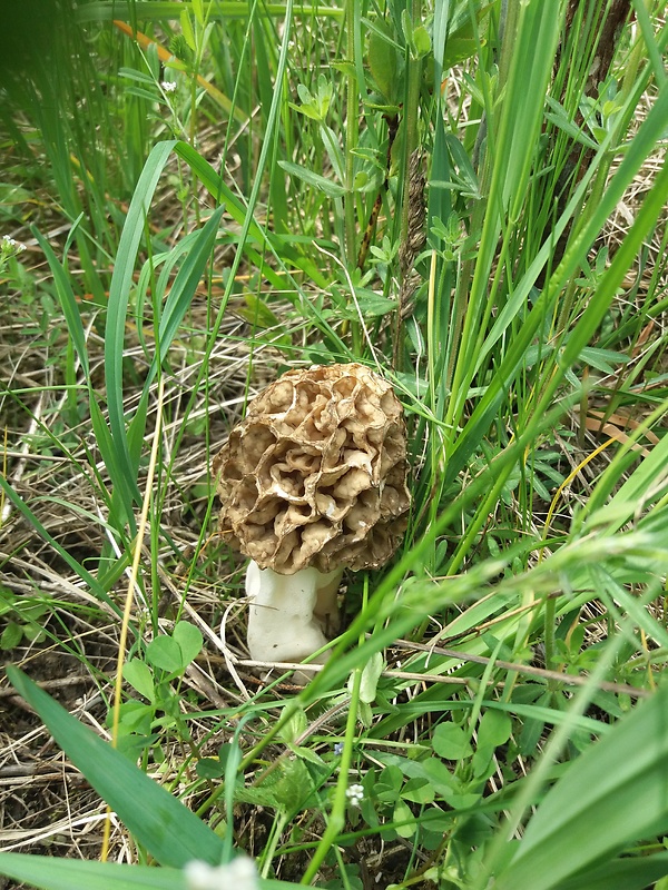 smrčok jedlý Morchella esculenta (L.) Pers.