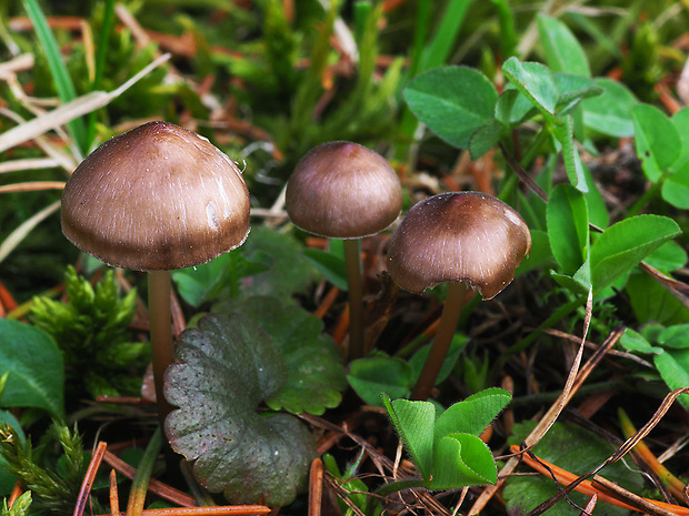 prilbička šišková Mycena strobilicola J. Favre & Kühner