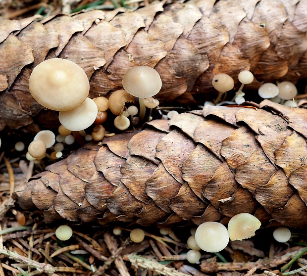 peniazočka smreková Strobilurus esculentus (Wulfen) Singer