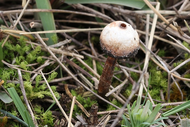 stopkovec šupinatý Tulostoma squamosum Pers.