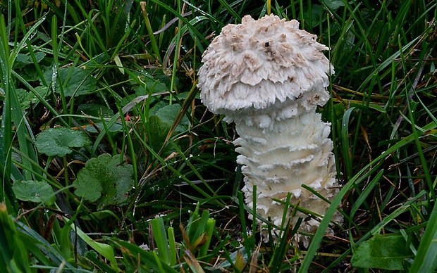 muchotrávka Vittadiniho Amanita vittadinii (Moretti) Vittad.