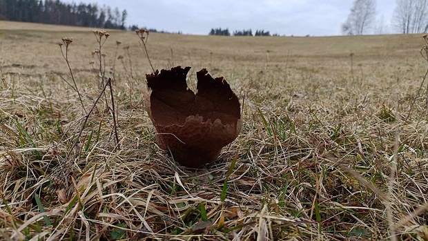 prášnica Lycoperdon pratense Schumach.