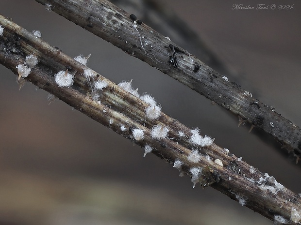 tmavka Melanospora sp.