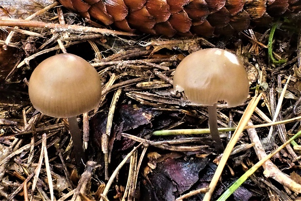 prilbička šišková Mycena strobilicola J. Favre & Kühner