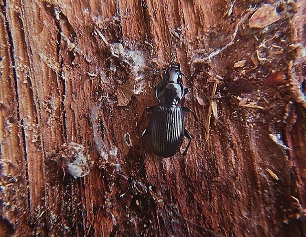 utekáčik   /   střevlíček Pterostichus aethiops Panzer, 1796