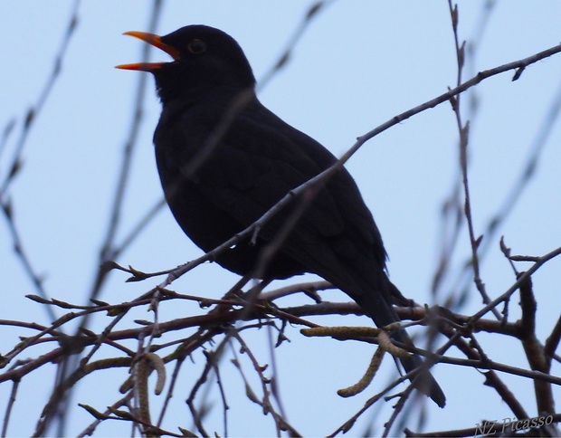 drozd čierny  Turdus merula