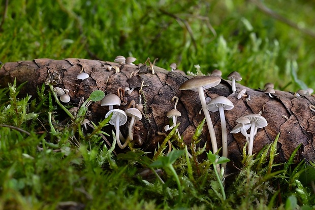 peniazočka smreková Strobilurus esculentus (Wulfen) Singer