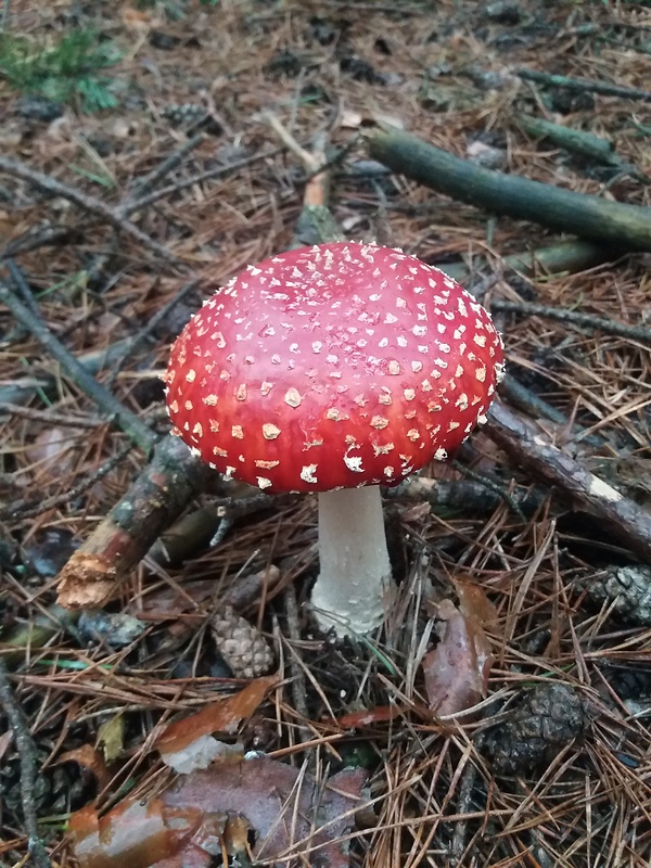 muchotrávka červená Amanita muscaria (L.) Lam.