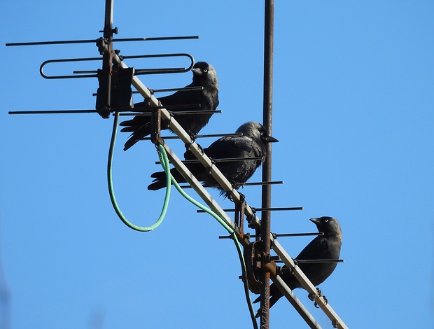 kavka tmavá Corvus monedula