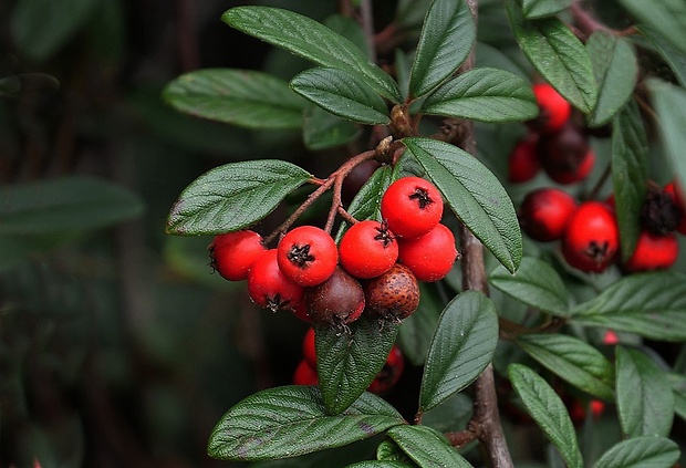 skalník vŕbolistý Cotoneaster salicifolius Repens