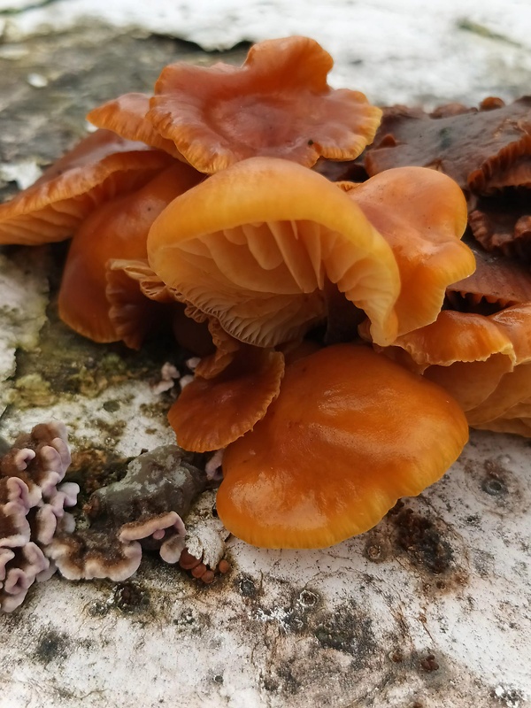 plamienka Flammulina sp.