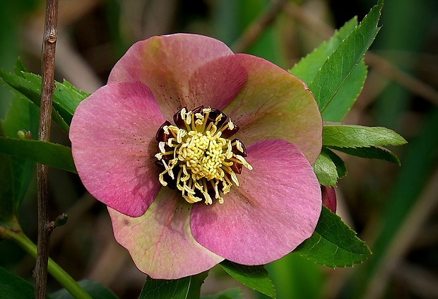 čemerica Helleborus orientalis Lam.