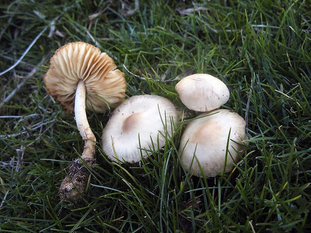 tanečnica poľná Marasmius oreades (Bolton) Fr.