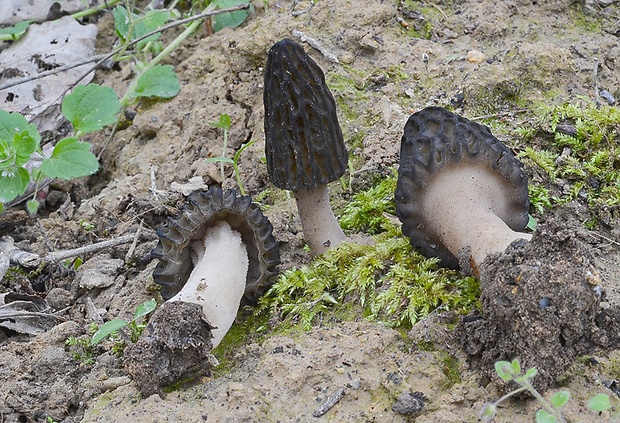 smrčok hybridný Morchella semilibera DC.