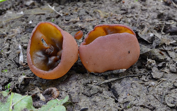 čiaška Peziza sp.