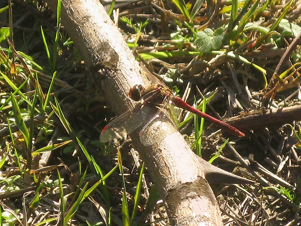 - Sympetrum meridionale