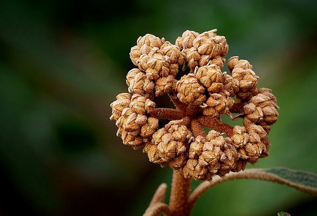 kalina vráskavolistá Viburnum rhytidophyllum Hemsl.