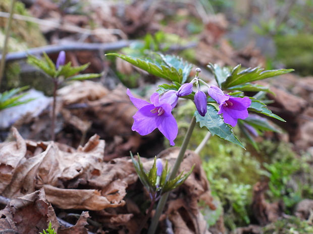 zubačka žliazkatá Dentaria glandulosa Waldst. et Kit. ex Willd.